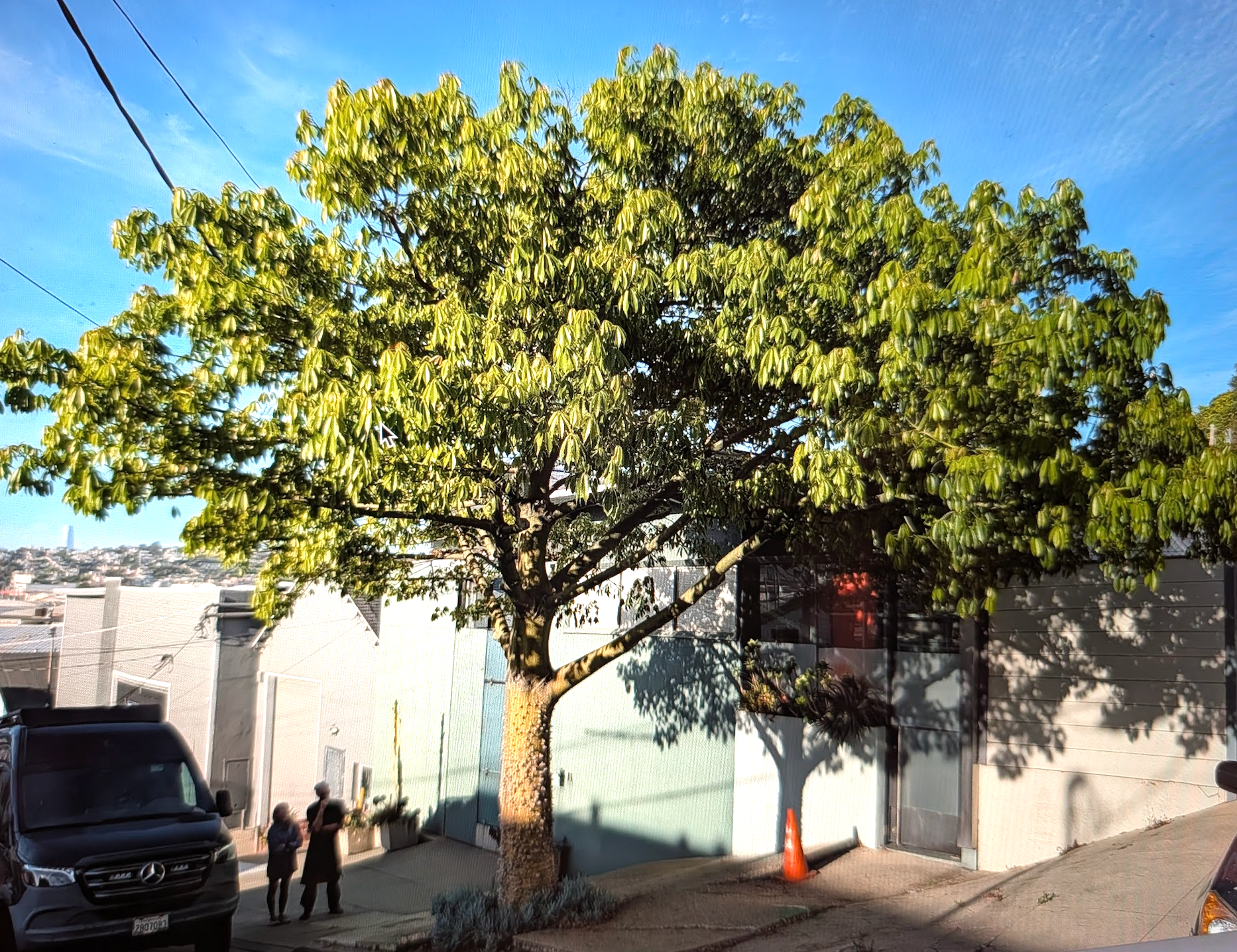 Ceiba (Chorisia) speciosa