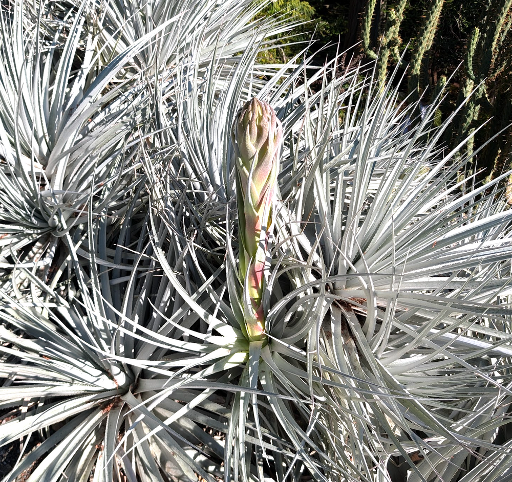 Puya venusta