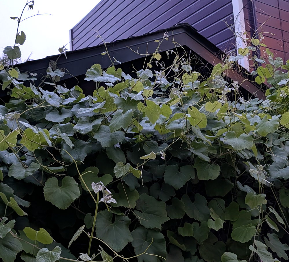 Vitis californica