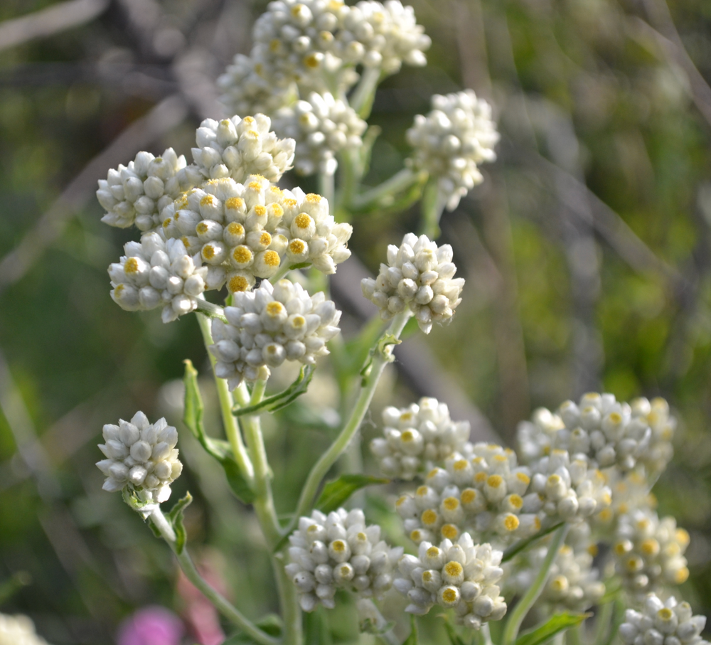 Pseudognaphalium (Gnaphalium) californicum