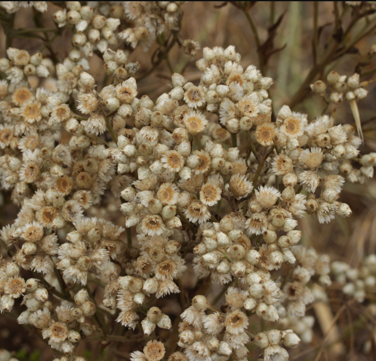 Pseudognaphalium (Gnaphalium) californicum