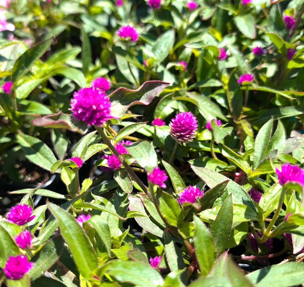 gomphrena plant Gomphrena hybrida Pinball 'Purple'