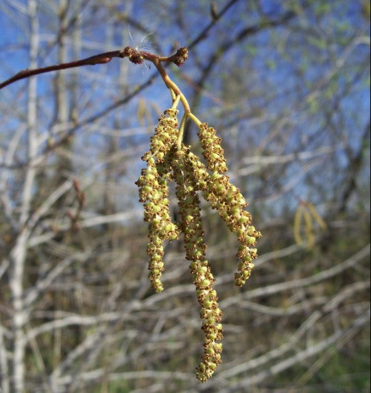 Alnus rhombifolia