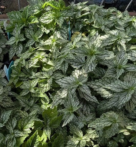 Lamiastrum galeobdolon 'Hermann's Pride'