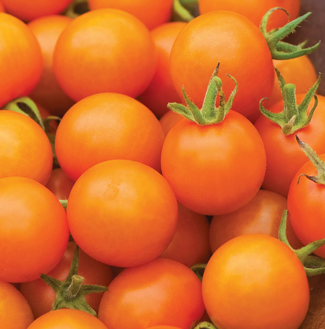 Tomato 'Sun Gold' (Sungold')