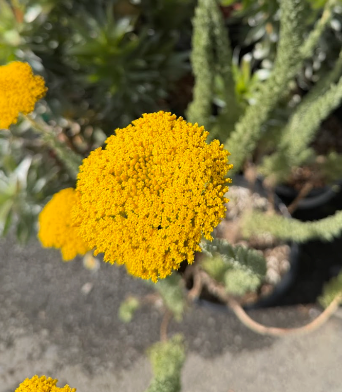 Athanasia pinnata