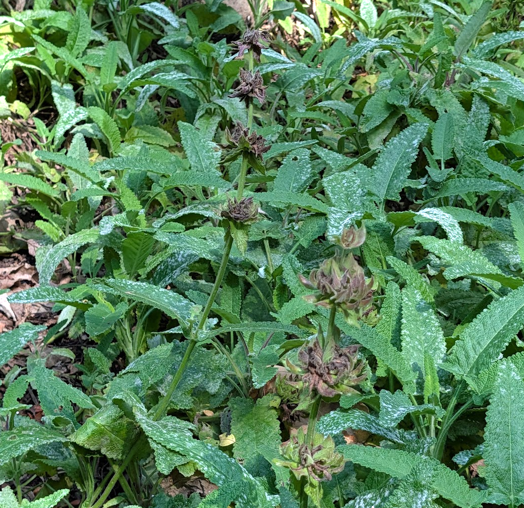 Salvia spathacea