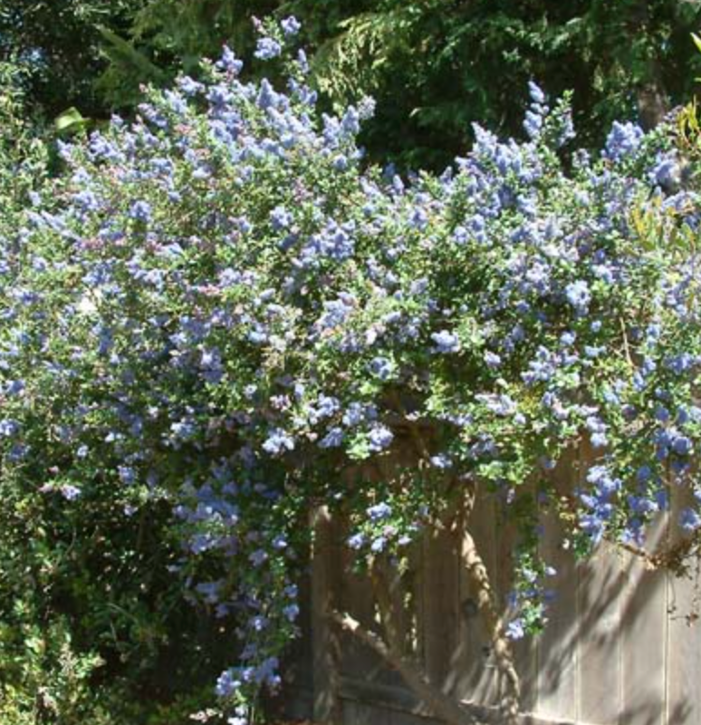 Ceanothus 'Frosty Blue'