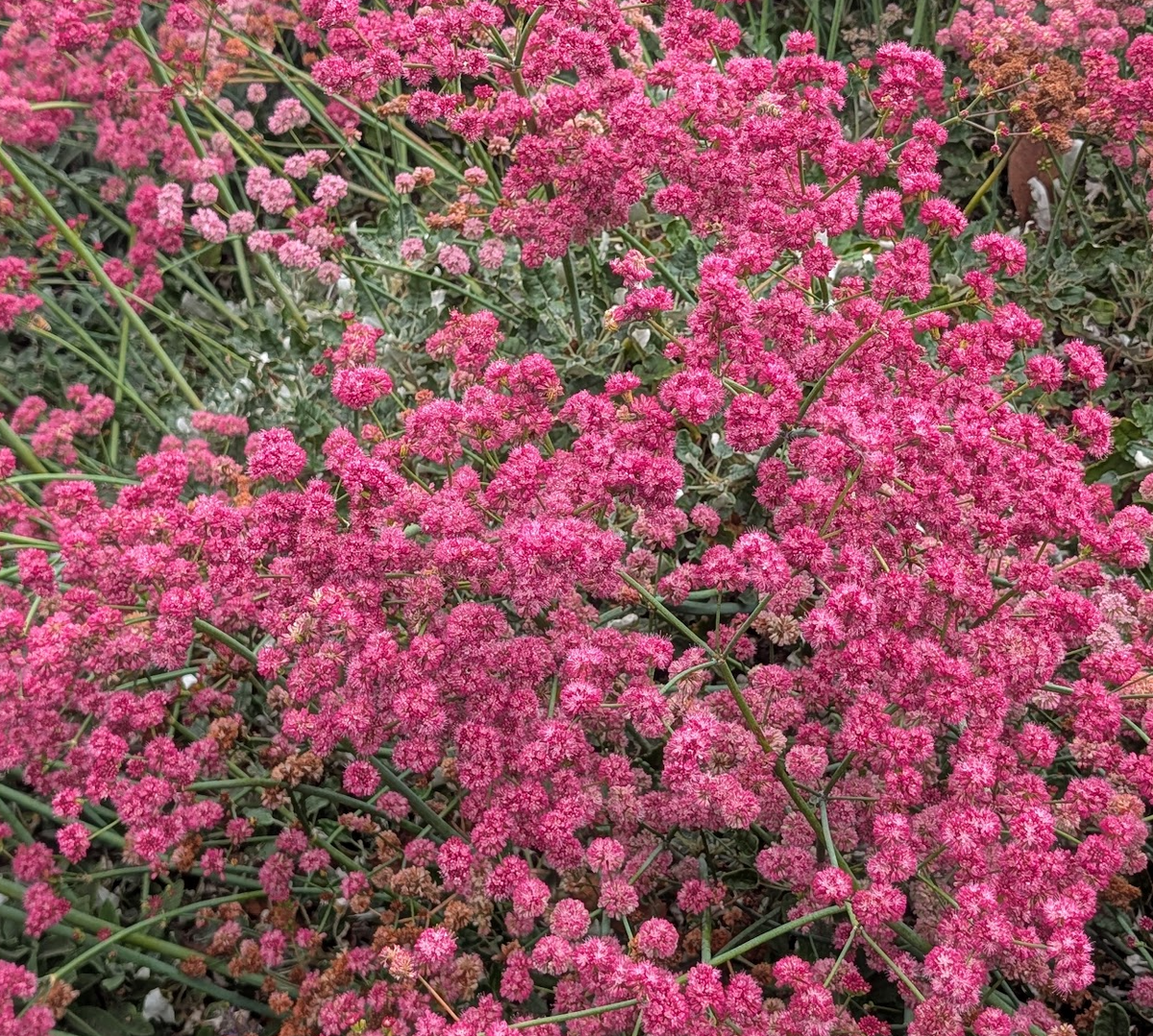 Eriogonum grande var. rubescens