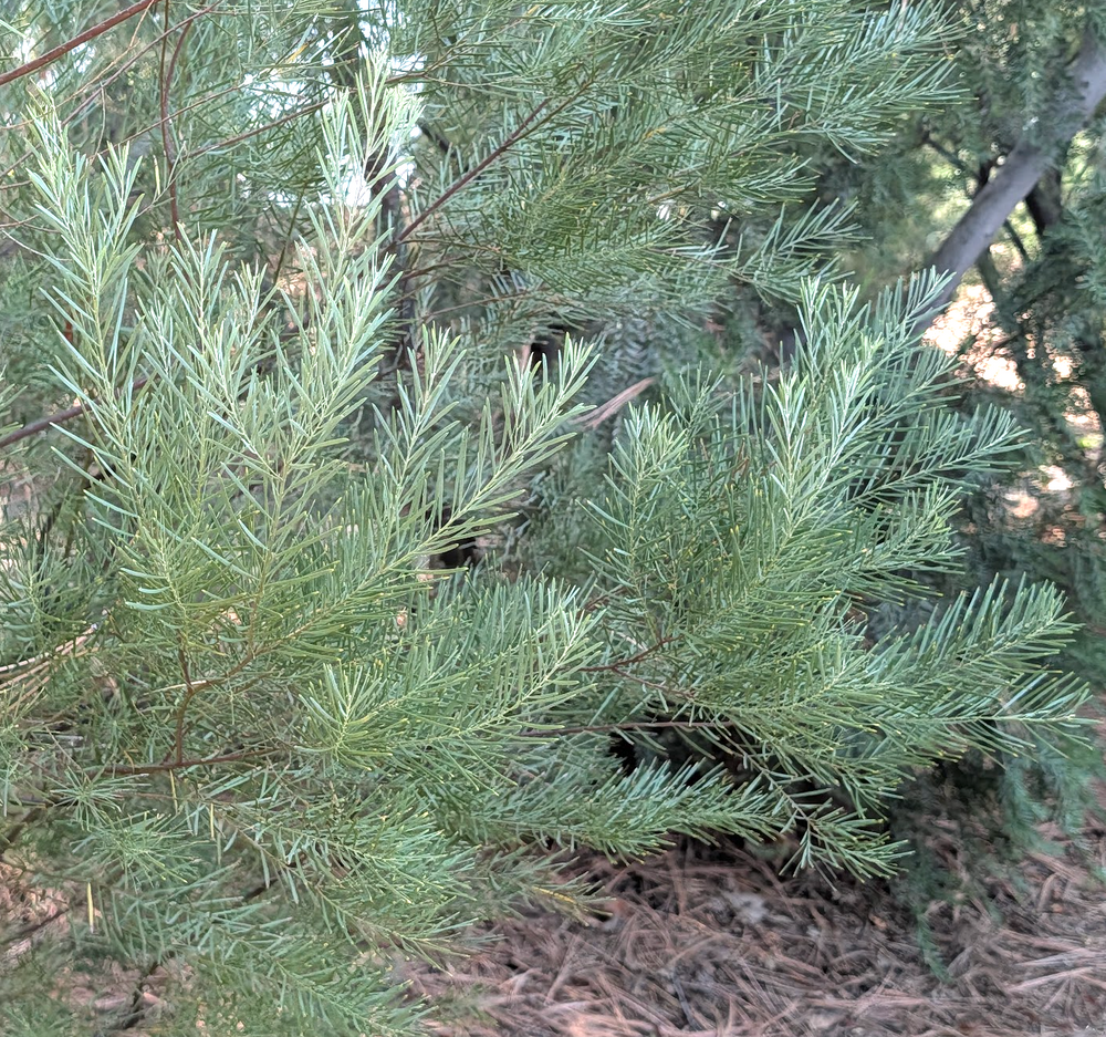 Acacia boormanii