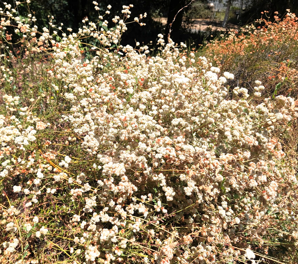 Eriogonum fasciculatum