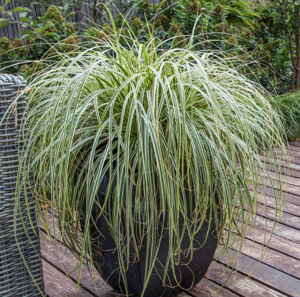 Carex 'Feather Falls™' (ET CRX01)