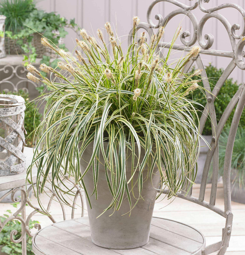 Carex 'Feather Falls™' (ET CRX01)