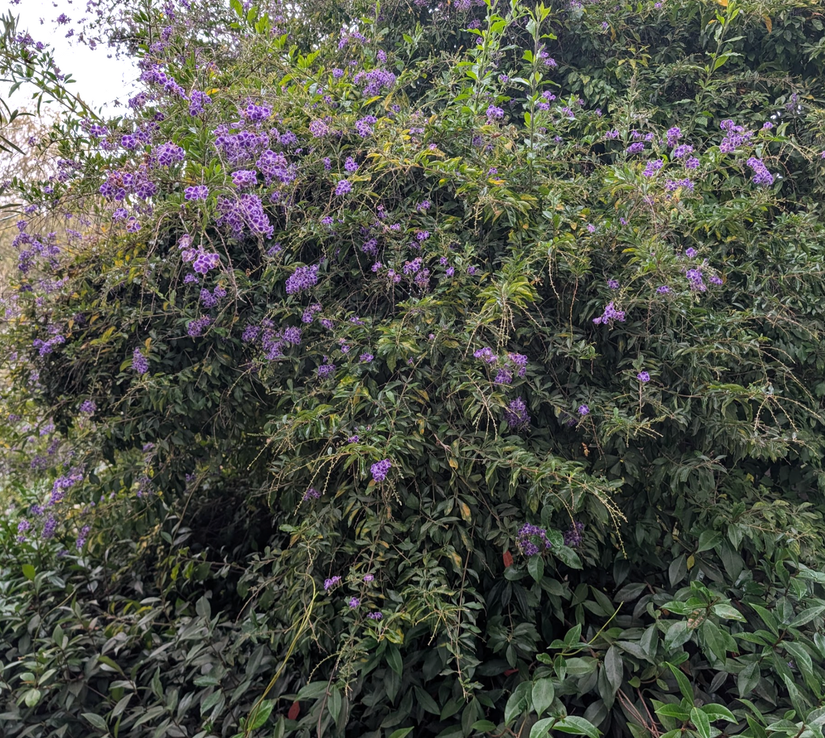 Duranta erecta ‘Geisha Girl’