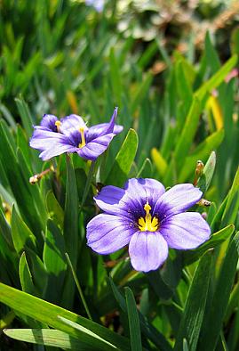 Sisyrinchium bellum 'Rocky Point'