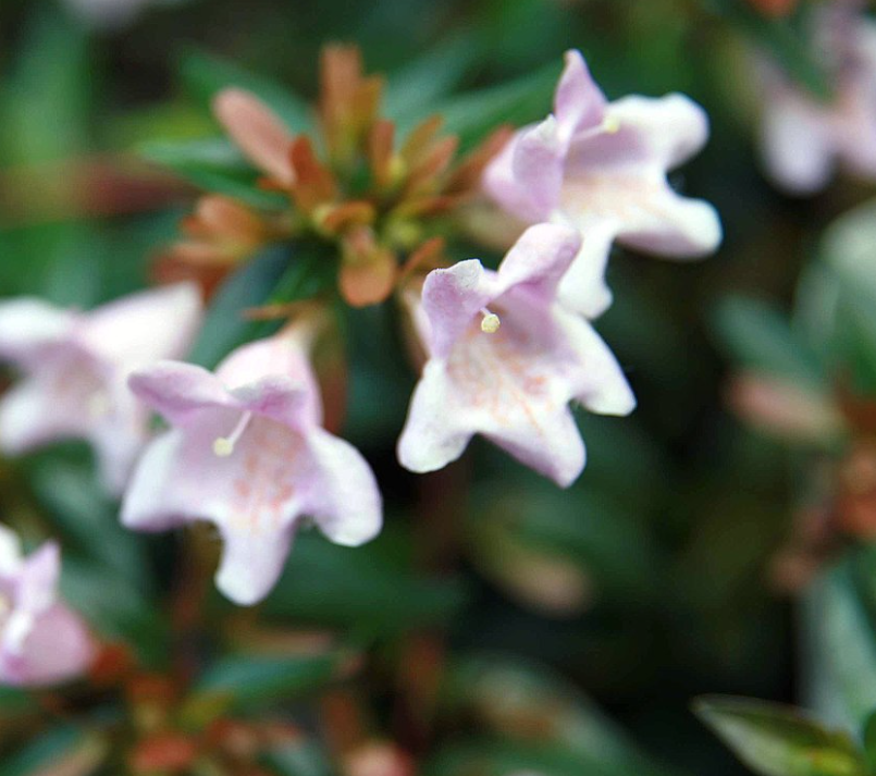 Abelia 'Edward Goucher' – Heron's Head Nursery Abelia 'Edward Goucher' – Heron's Head Nursery