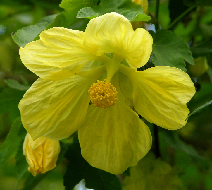 Abutilon x hybridum 'Moonchimes'