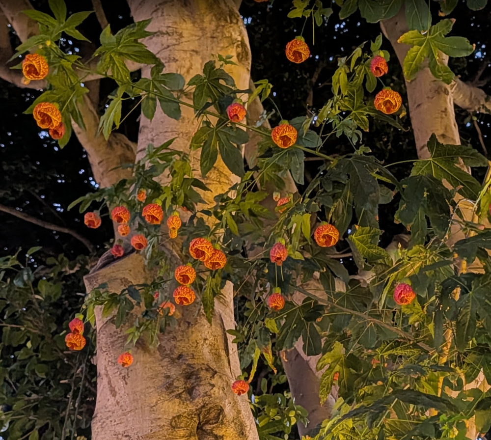 Abutilon 'Tiger Eye'