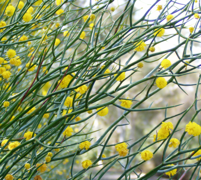 Acacia aphylla