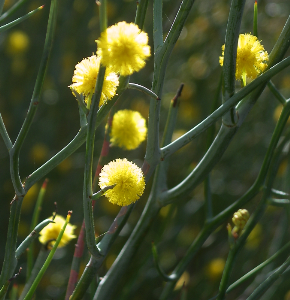 Acacia aphylla