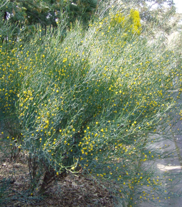 Acacia aphylla