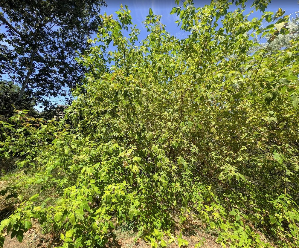 Acer negundo var. californicum