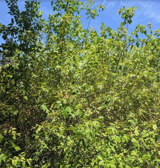 Acer negundo var. californicum