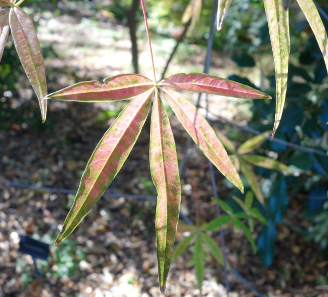 Acer pentaphyllum