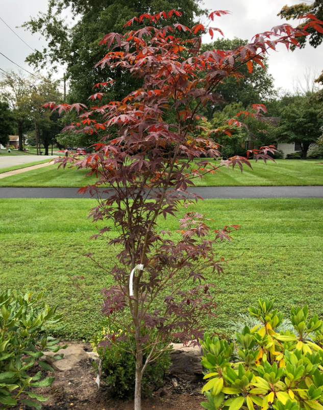 Acer palmatum 'Emperor 1'