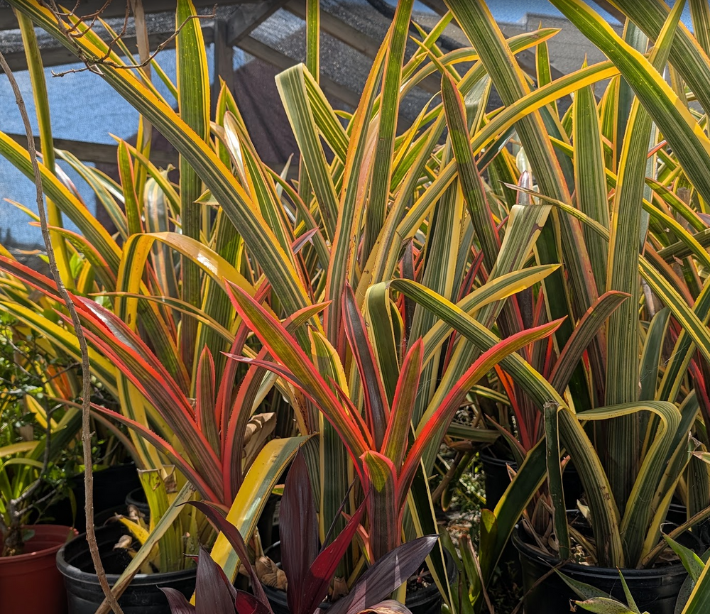 Aechmea caudata var. variegata