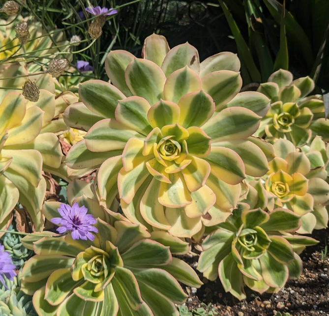 Aeonium decorum 'Sunburst'