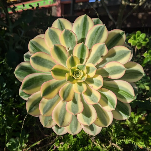 Aeonium decorum 'Sunburst'