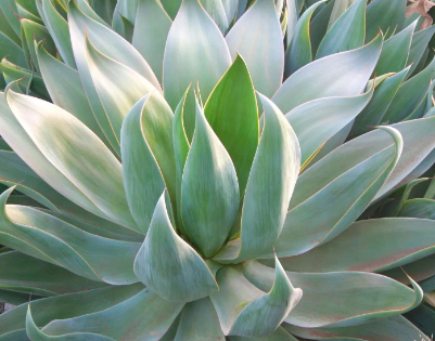 Agave 'Blue Flame'