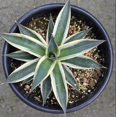 Agave 'Snow Glow'