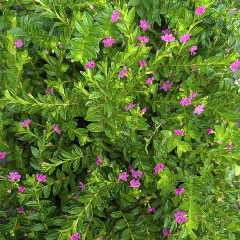 Cuphea hyssopifolia 'Allyson Lavender'