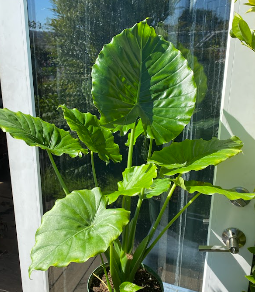 Alocasia odora