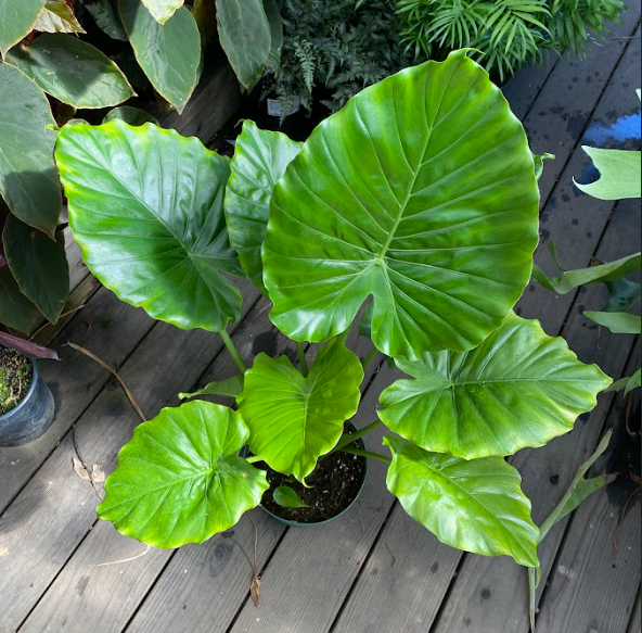 Alocasia odora