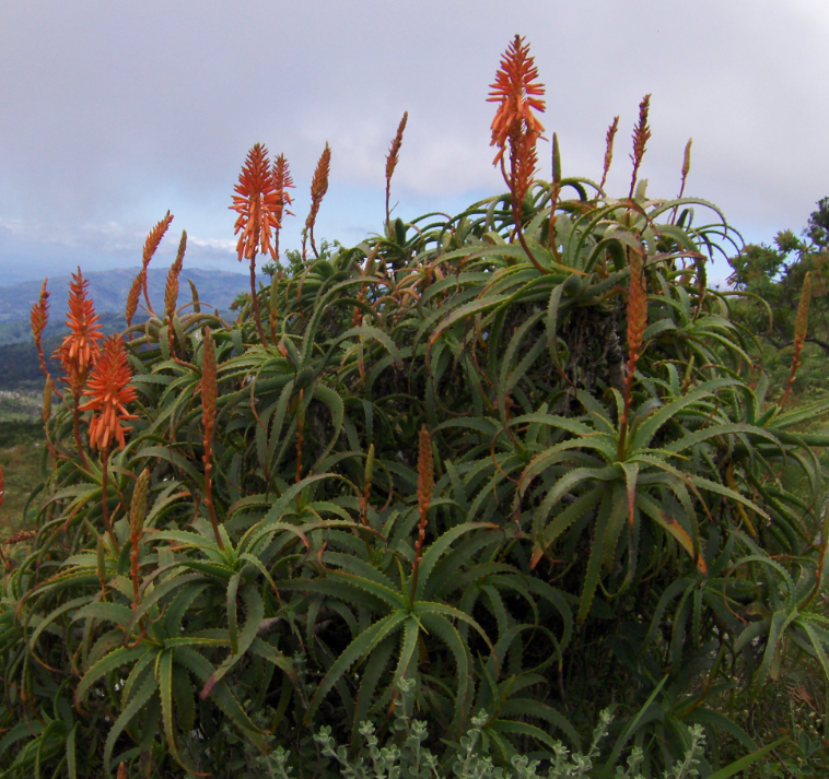 aloe vera arborescens plant Aloe arborescens
