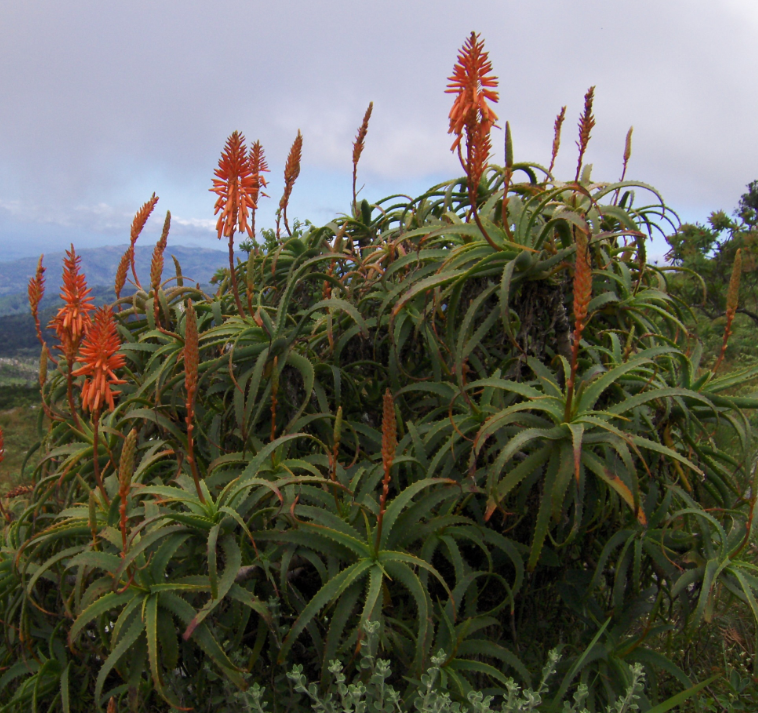 Aloe arborescens