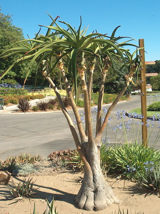 Tree Aloe Aloidendron barberae (Aloe bainesii) – Heron's Head Nursery