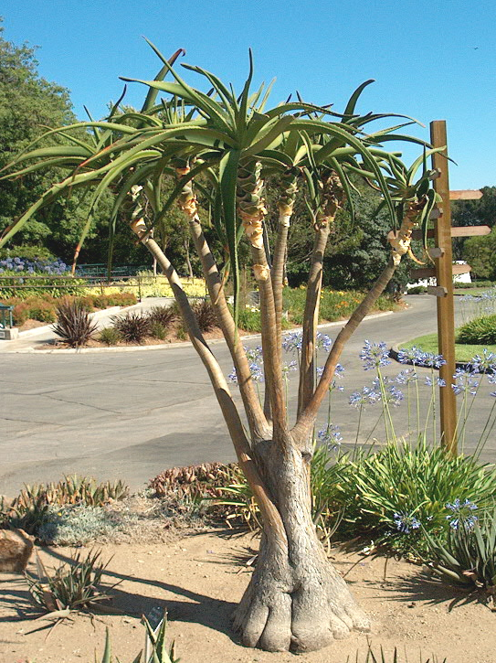 Aloidendron (Aloe) barberae