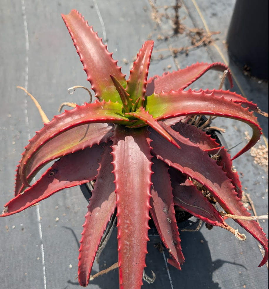 Aloe cameronii