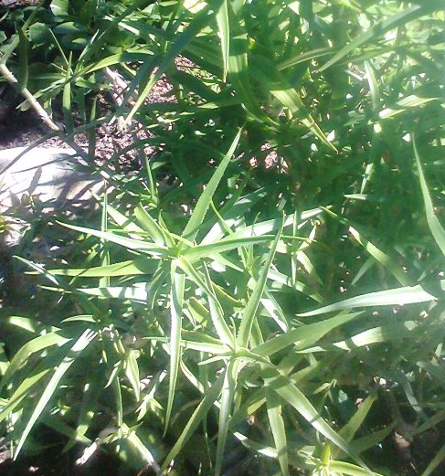 Aloe ciliaris var. tidmarshii