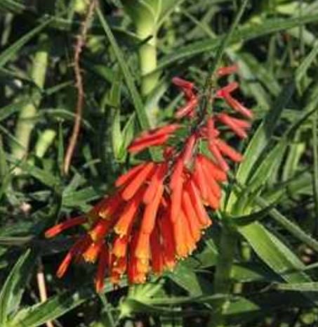 Aloe ciliaris var. tidmarshii