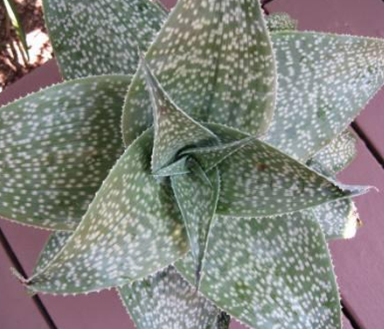 Aloe deltoideodonta 'Sparkler'
