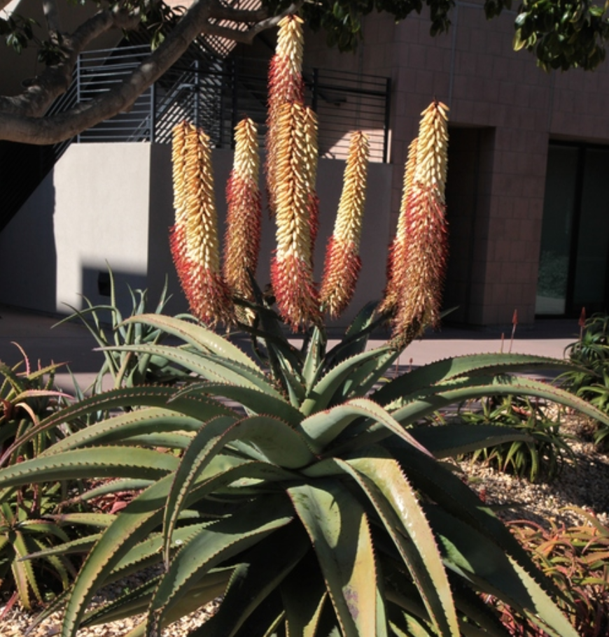 Aloe ferox 'White Flower Form'