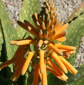 Aloe maculata 'Jack-O-Lantern'