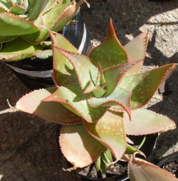 Aloe striata x maculata