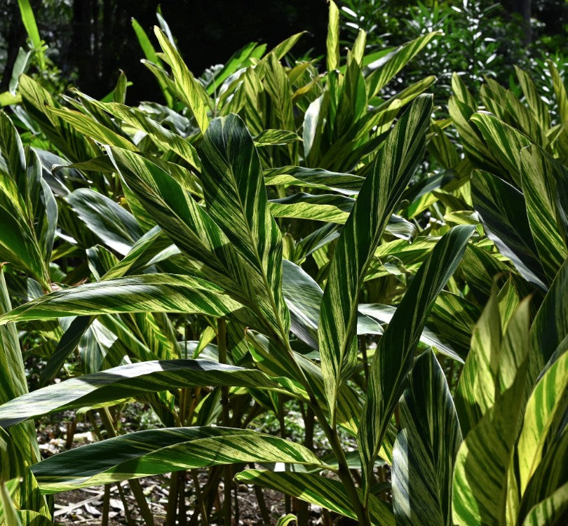 alpinia zerumbet indoor plant Alpinia zerumbet (speciosa) 'Variegata' – Heron's Head Nursery
