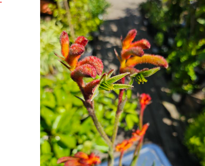 Anigozanthos 'Bush Glow'